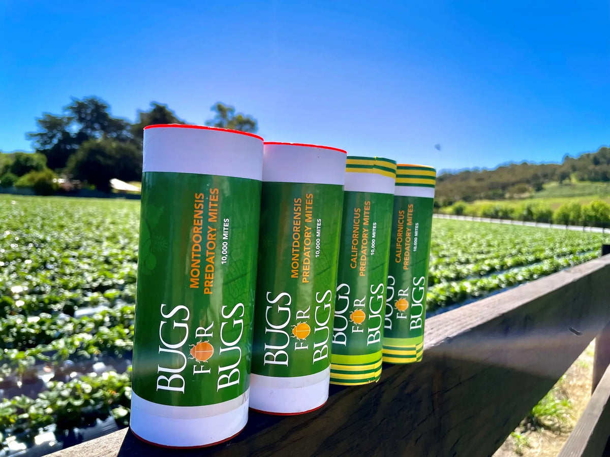 A product called Bugs for Bugs that we utilise at Harvest the Fleurieu to combat insects for destroying the strawberry crops.